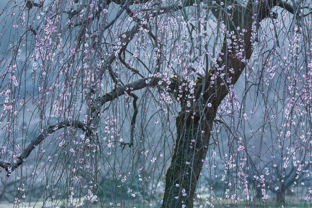 梅の花が咲いた