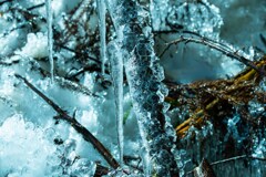 枝に氷