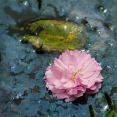 池の中の桜