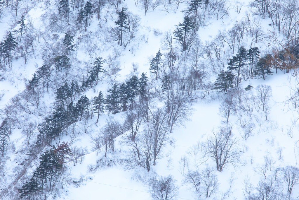 山の斜面もまだまだ冬