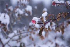 雪にも負けず