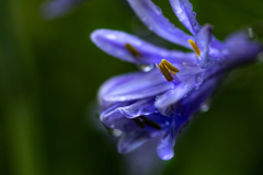 雨の中　咲いた　アガパンサス