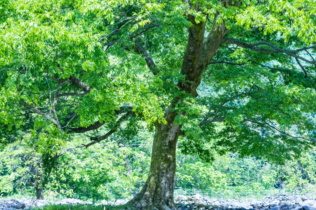 初夏の様な日