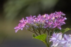 網戸越しの　紫陽花