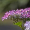 網戸越しの　紫陽花
