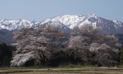 黒岩の夫婦桜