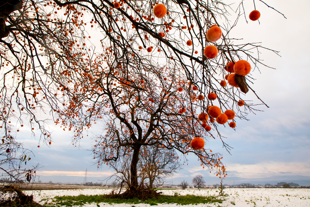 柿が撮りたくて