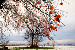 柿が撮りたくて