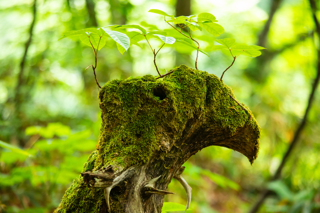 切り株にも　植物が根づいていた