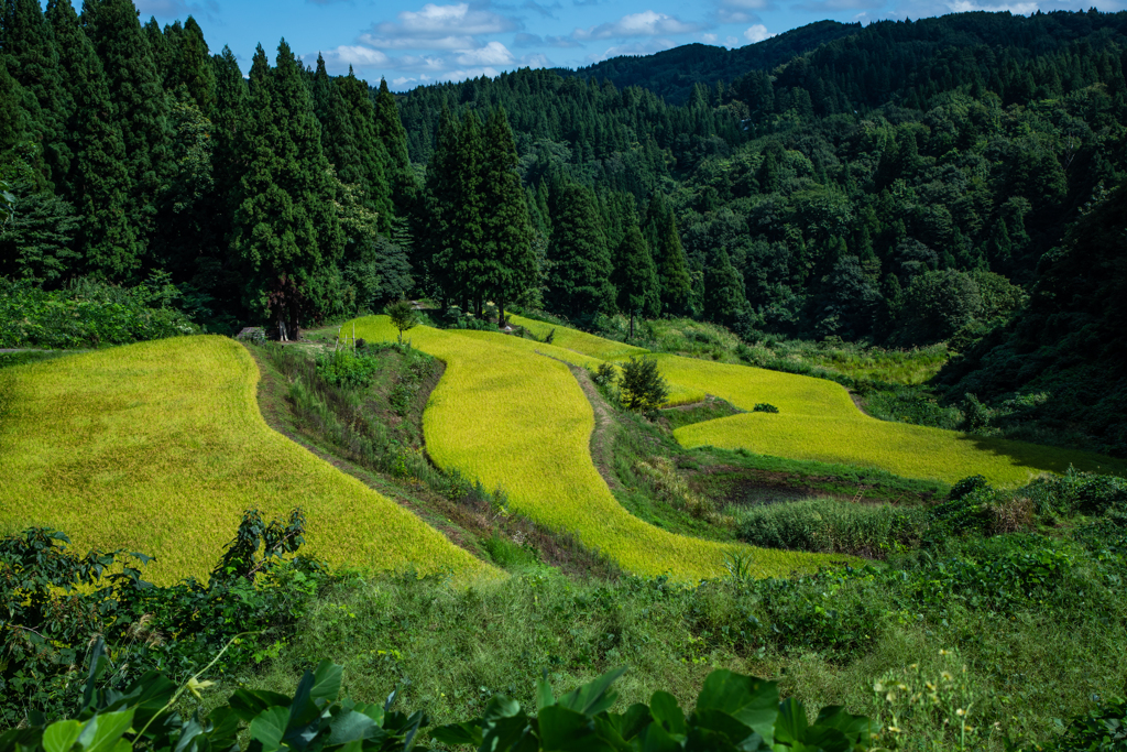 山間の実りの秋