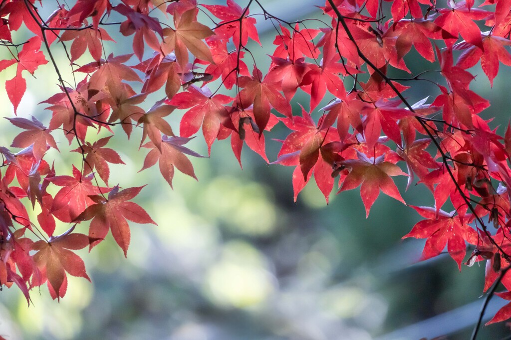 今年の紅葉