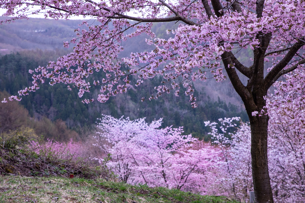 初めての桜峠