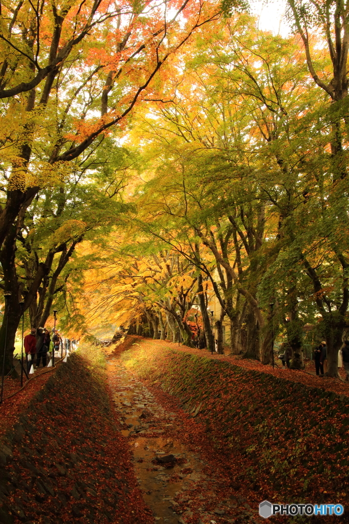 紅葉