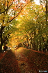 紅葉