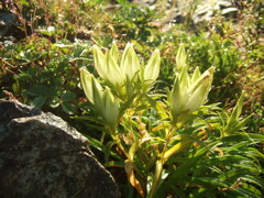 トウヤクリンドウ