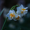 小雨の中に咲く八重水仙