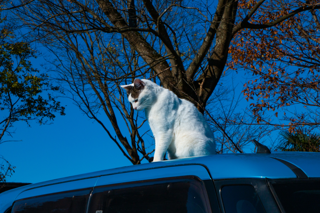 車上の猫
