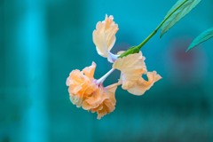 ハイビスカス　レモンフラミンゴ