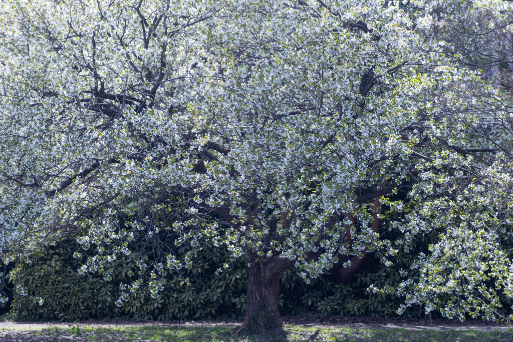 大島桜の大きな木