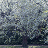 大島桜の大きな木