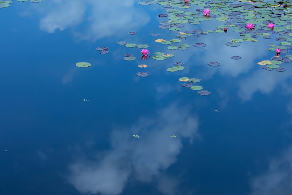 雲の上に咲く睡蓮