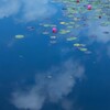 雲の上に咲く睡蓮