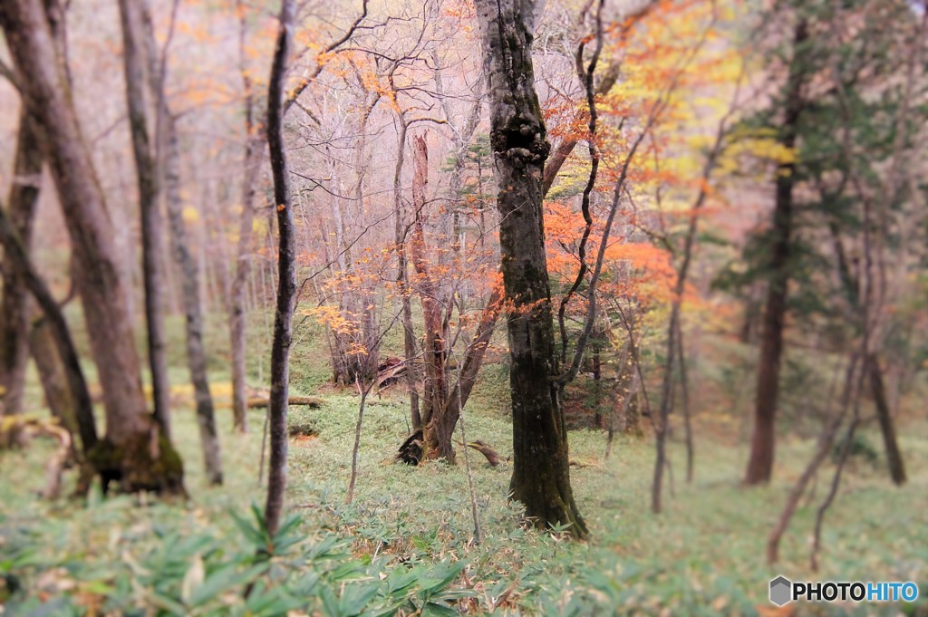 温泉宿の朝　散歩