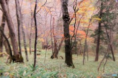 温泉宿の朝　散歩