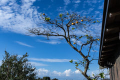 秋の空