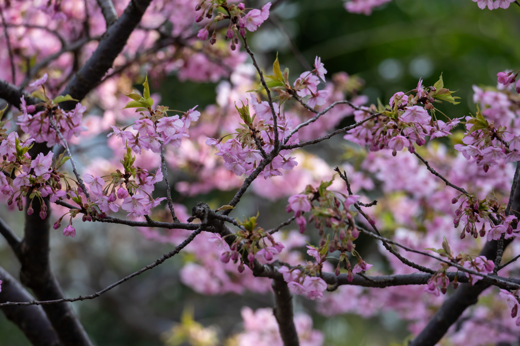 木の間から　見た桜