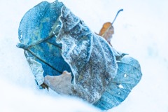 雪の上の落ち葉