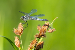  コフキトンボ　雌