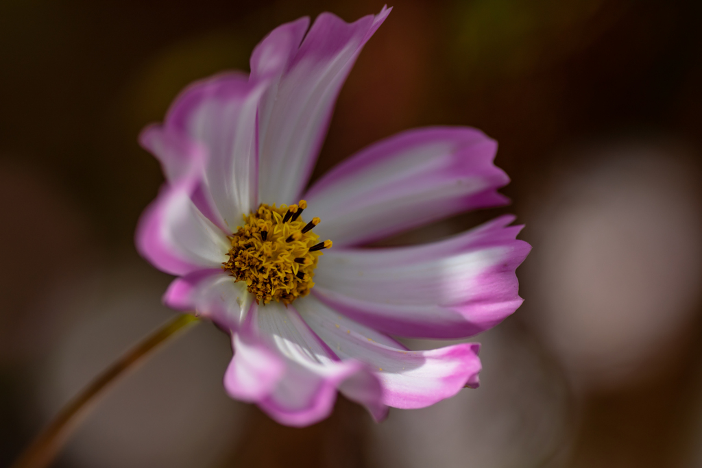 秋桜のやさしさ