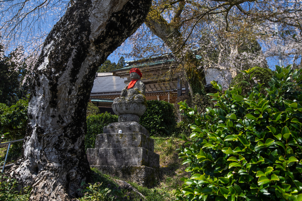 桜の木に守られたお地蔵様