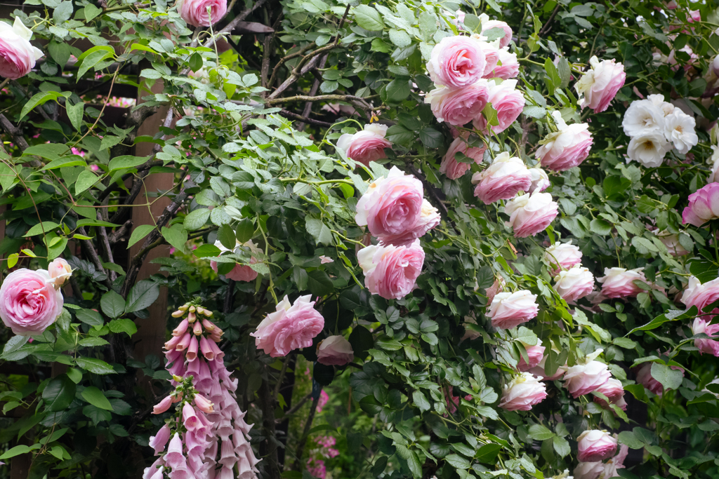 薔薇の壁？