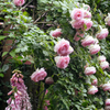 薔薇の壁？