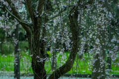 枝垂れ桜もそろそろ終盤
