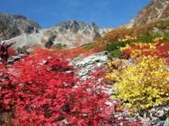 涸沢の紅葉