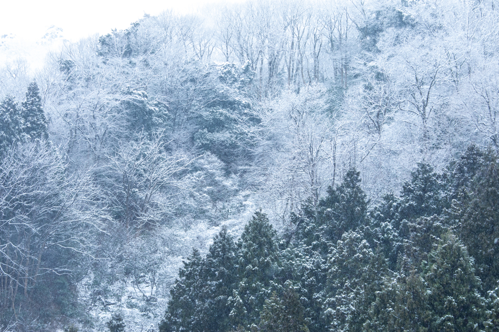 山稜の木々