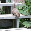 リスちゃんに会う