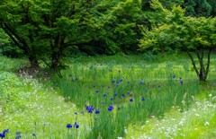菖蒲が咲く