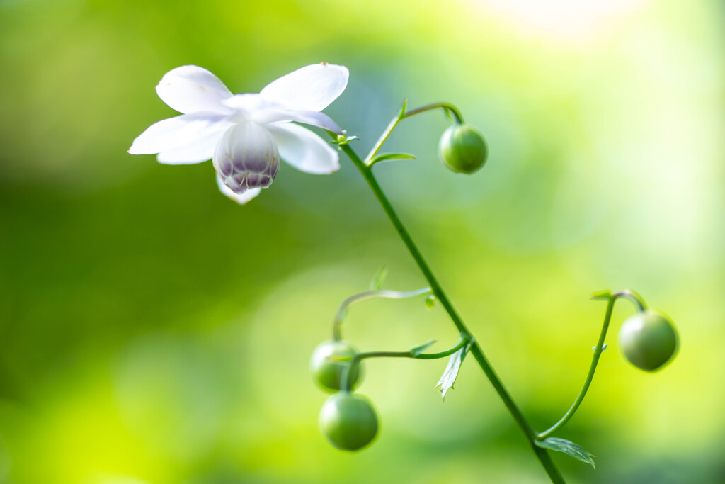 森の妖精　レンゲショウマ