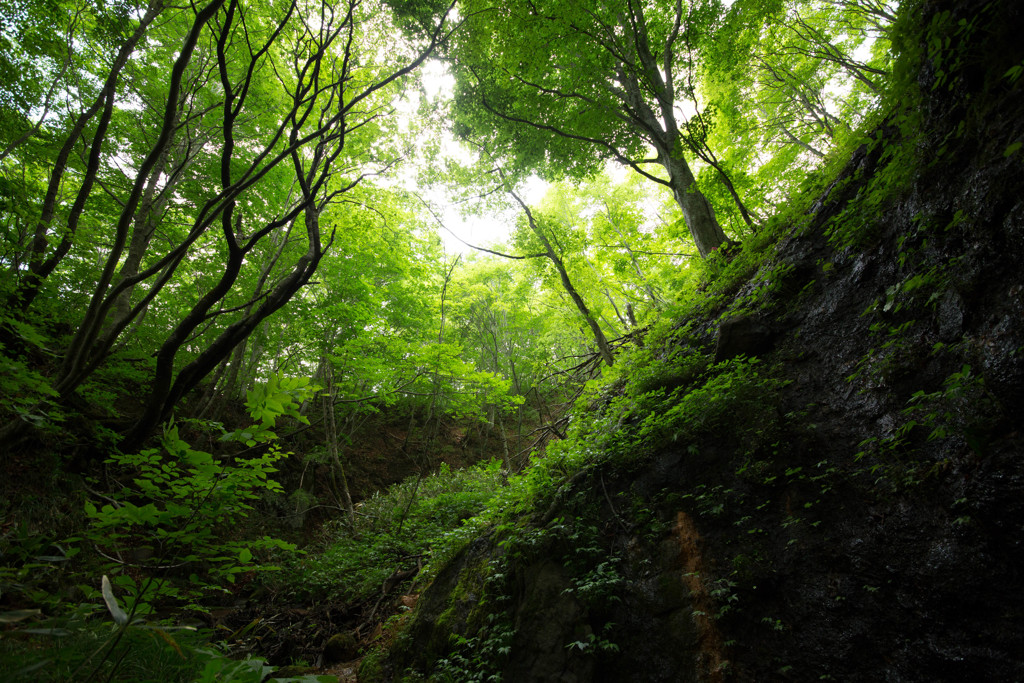 谷間から　新緑をのぞむ