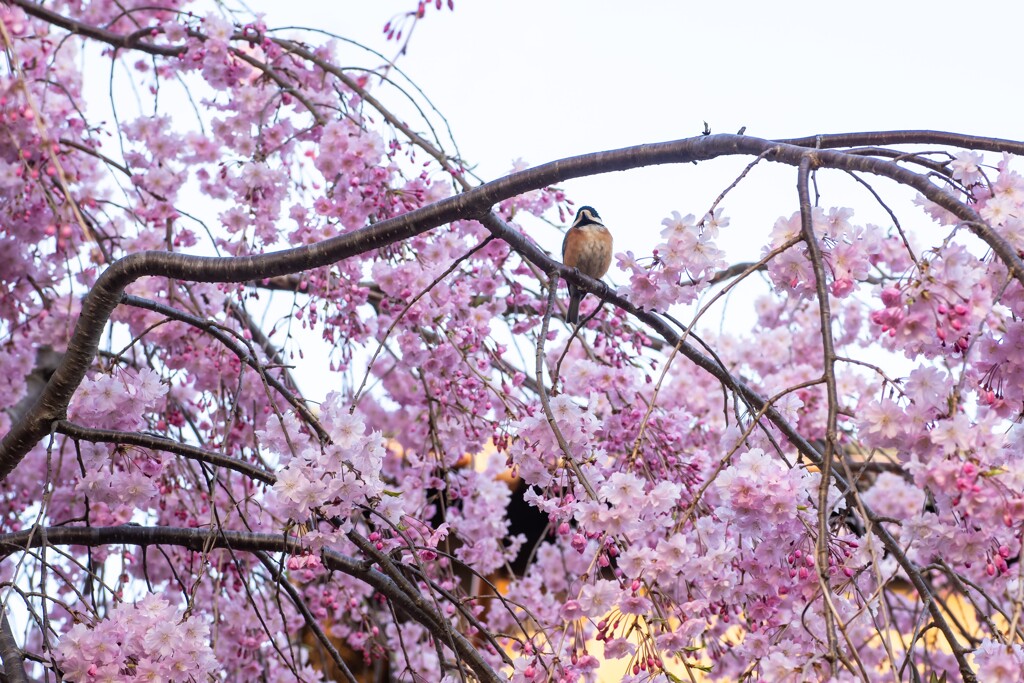 満開の枝垂れ桜に山雀さん