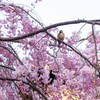 満開の枝垂れ桜に山雀さん