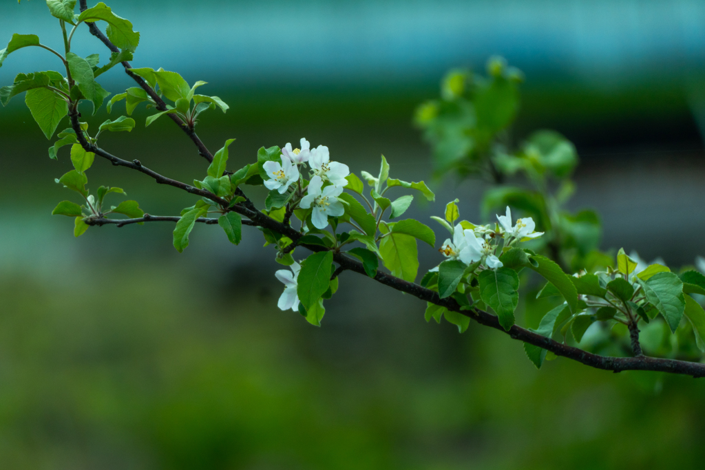 リンゴの花