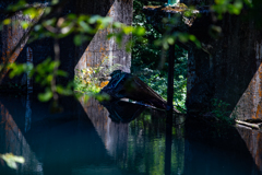 流木　緑　ダム