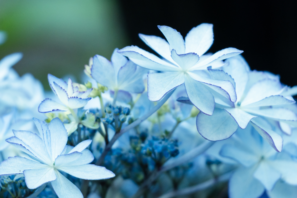 紫陽花