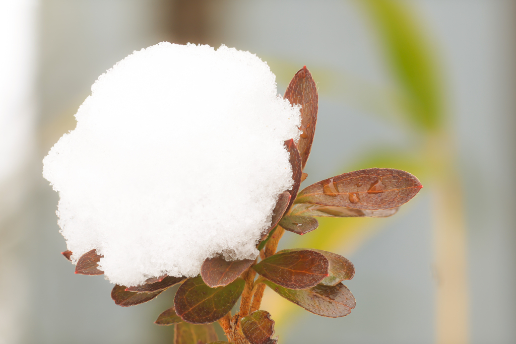 雪重そう・・・