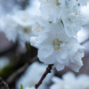 白の花桃